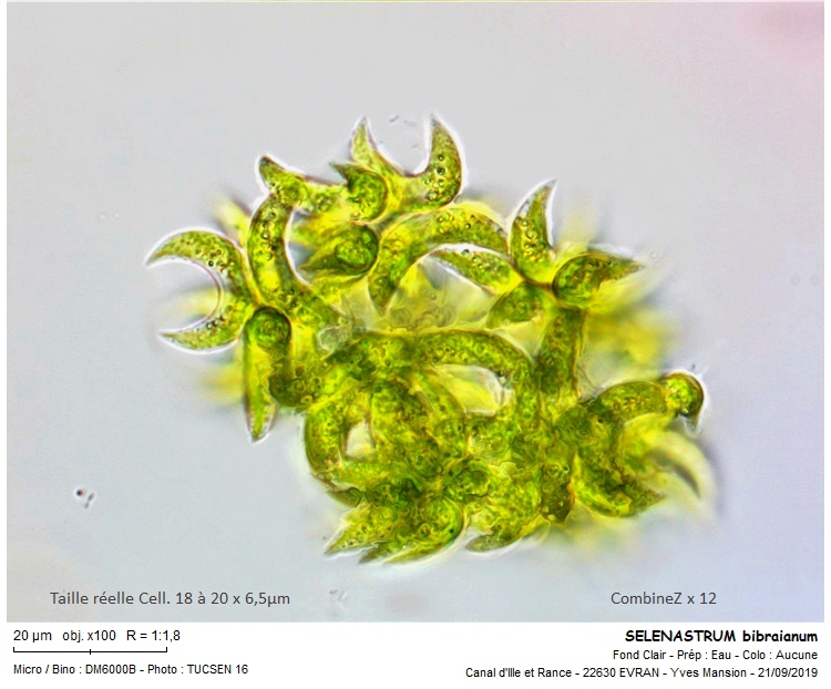 SELENASTRUM bibraianum #76394