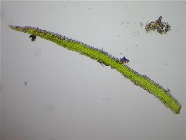 Seligeria pusilla (Hedw.) Bruch & Schimp. #65327