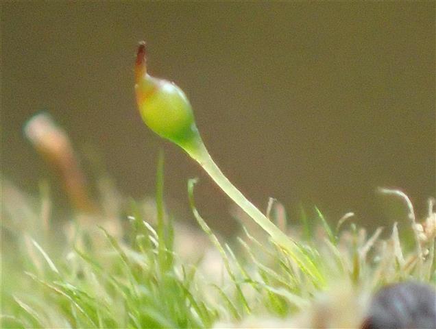 Seligeria pusilla (Hedw.) Bruch & Schimp. #65329