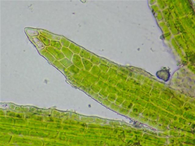 Seligeria pusilla (Hedw.) Bruch & Schimp. #65328