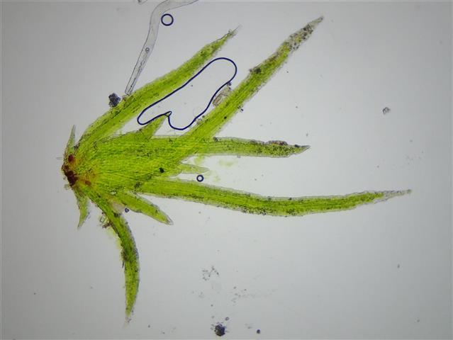 Seligeria pusilla (Hedw.) Bruch & Schimp. #65326