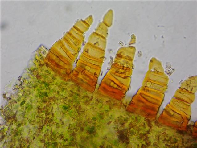 Seligeria pusilla (Hedw.) Bruch & Schimp. #65330