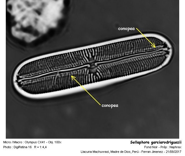 Sellaphora garciarodriguezii Metzeltin & Lange Bertalot #54764