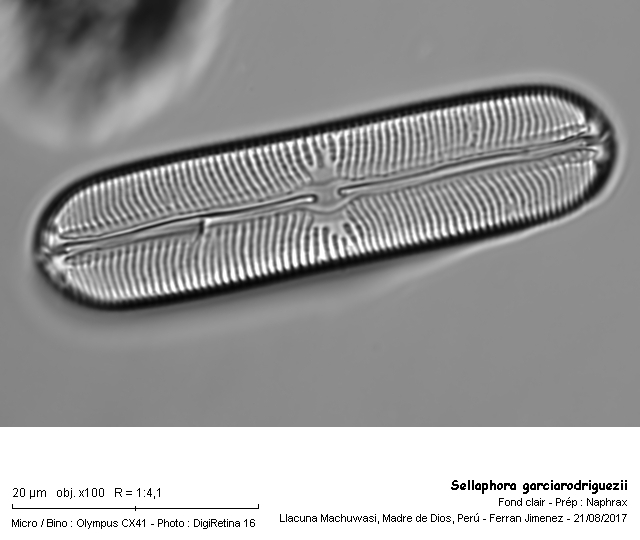 Sellaphora garciarodriguezii Metzeltin & Lange Bertalot #54763