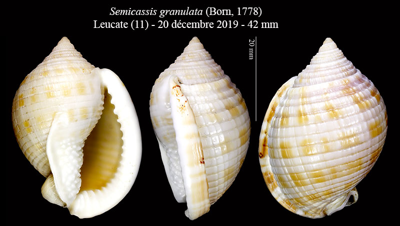 Semicassis de Méditerranée #62876