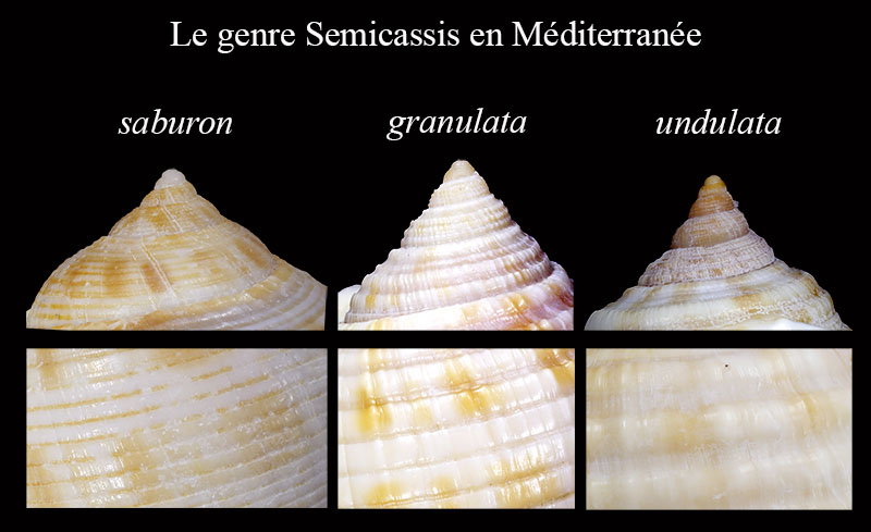 Semicassis de Méditerranée #62879