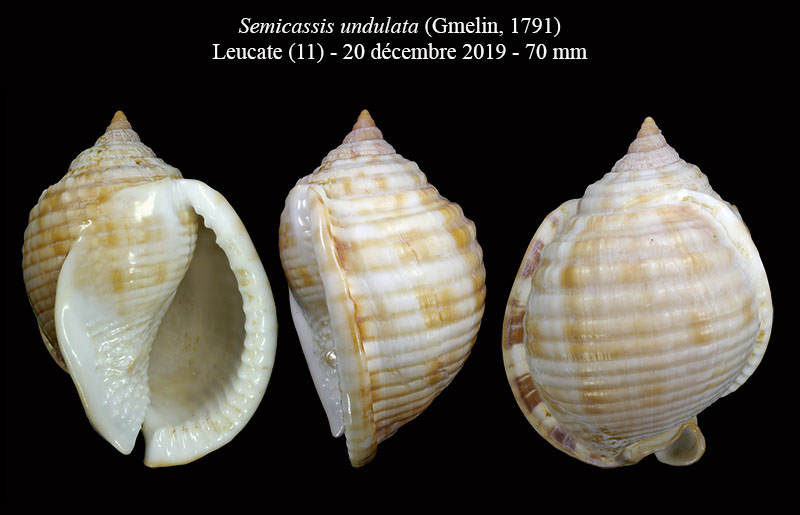 Semicassis de Méditerranée #62886