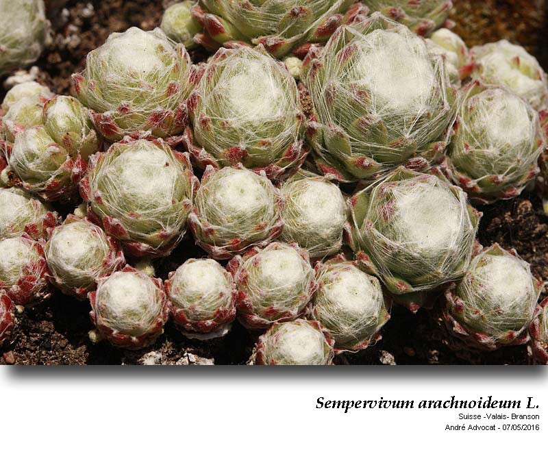 Sempervivum arachnoideum L. #46956