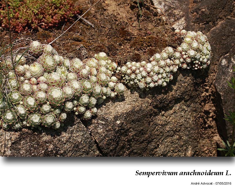 Sempervivum arachnoideum L. #46955