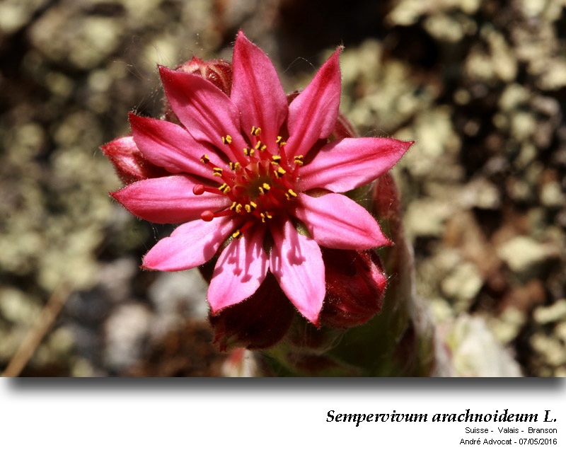 Sempervivum arachnoideum L. #46958