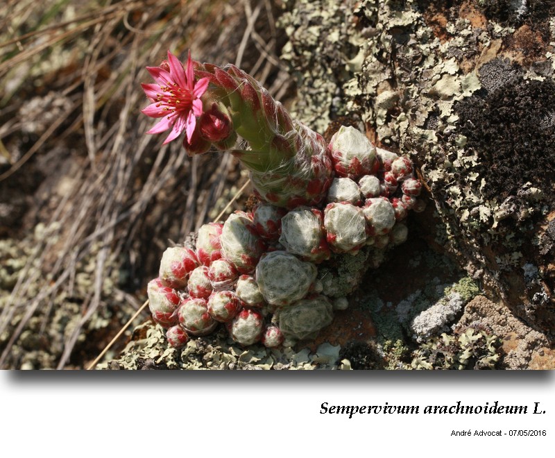 Sempervivum arachnoideum L. #46957