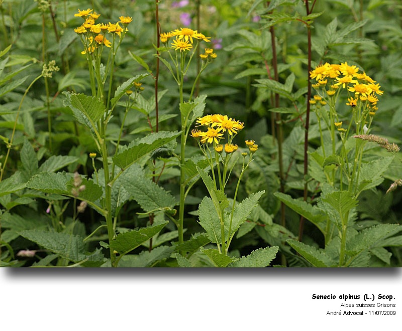 Senecio alpinus (L.) Scop. #27656