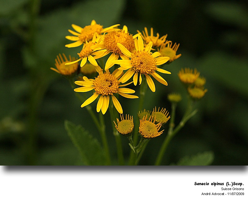 Senecio alpinus (L.) Scop. #27657