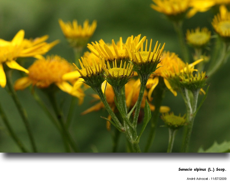 Senecio alpinus (L.) Scop. #27658