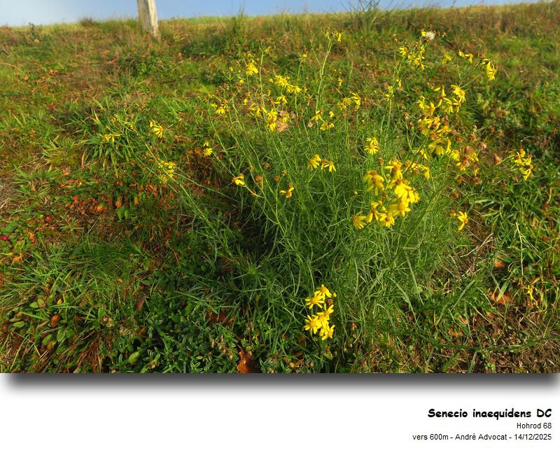 Senecio inaequidens DC.  (Seneçon du Cap) #84603