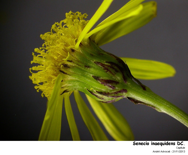 Senecio inaequidens DC.  (Seneçon du Cap) #34879