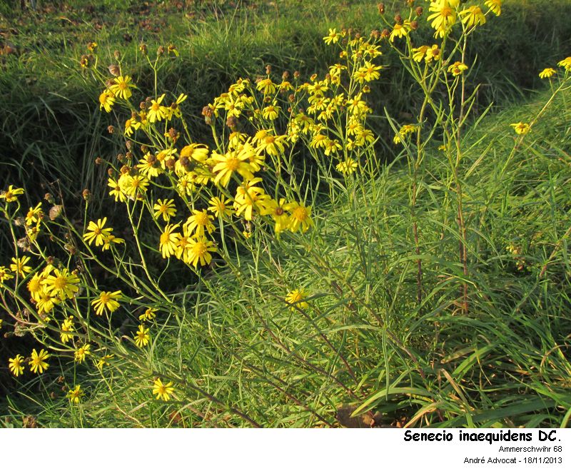 Senecio inaequidens DC.  (Seneçon du Cap) #34878
