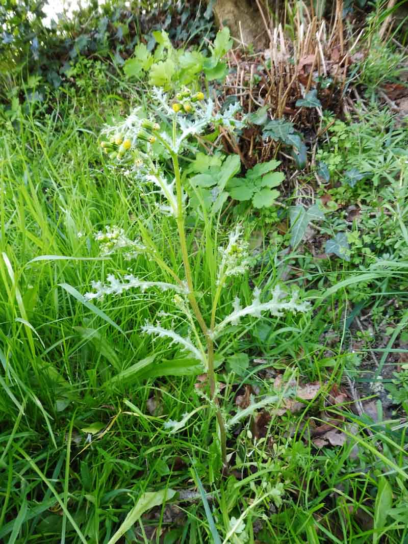 Senecio vulgaris L. #49403