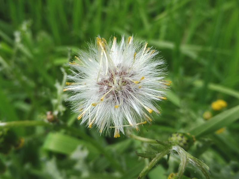 Senecio vulgaris L. #49406