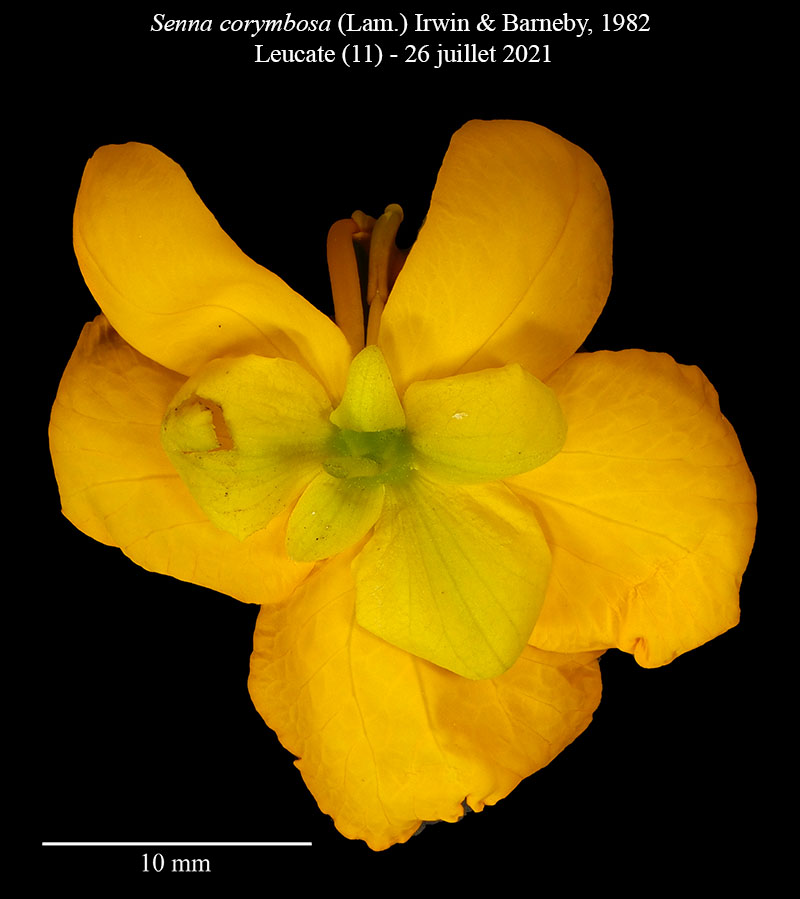 Senna corymbosa #75763