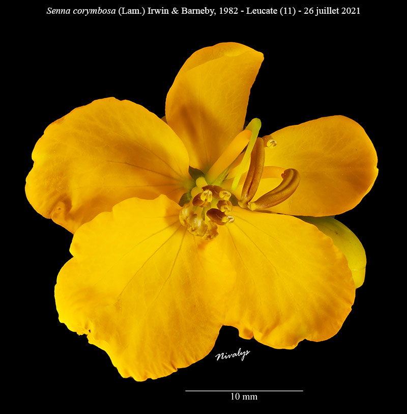 Senna corymbosa #75761