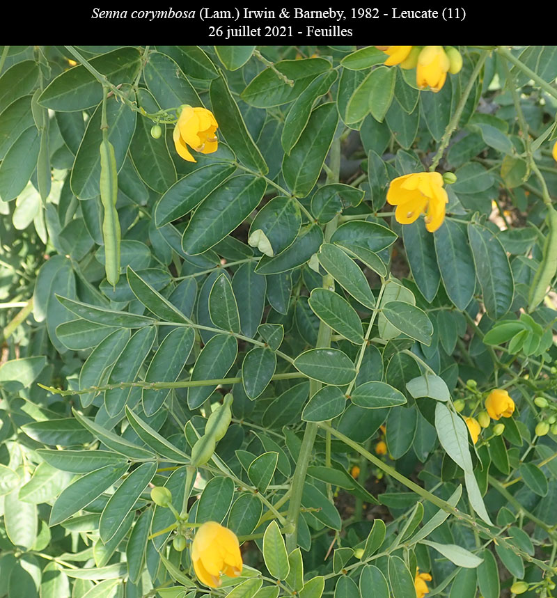 Senna corymbosa #75759