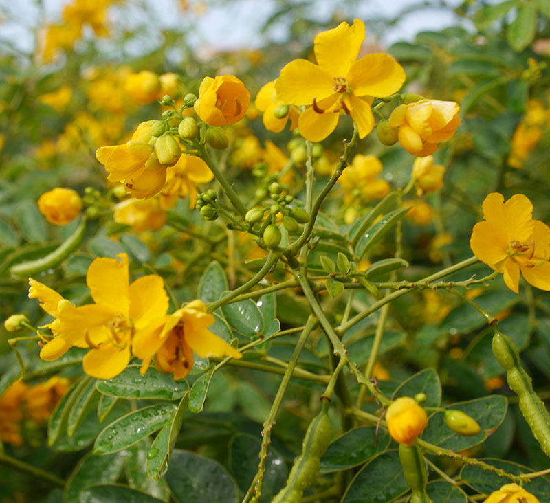 Senna corymbosa #75760