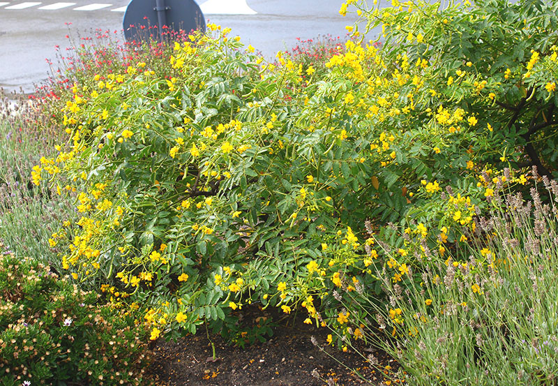 Senna corymbosa #75758