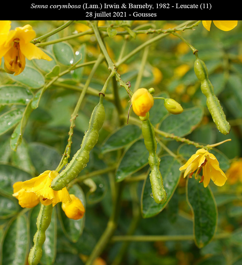 Senna corymbosa #75767