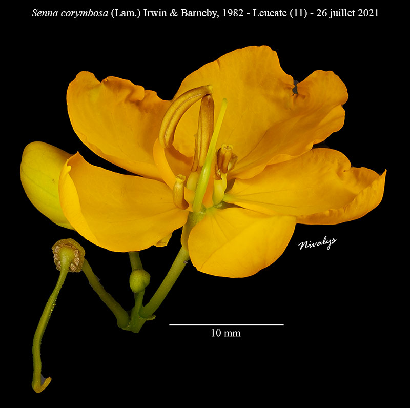 Senna corymbosa #75762
