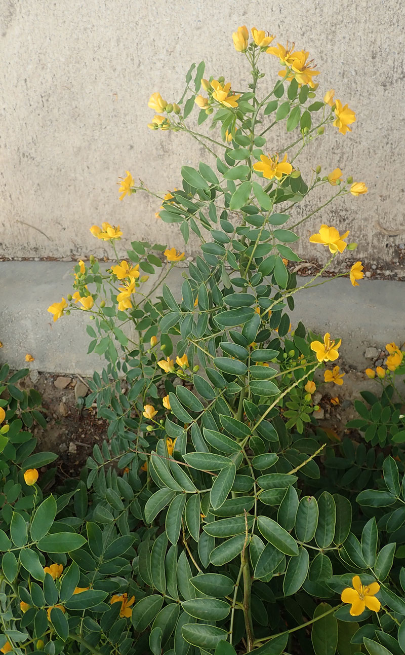 Senna pendula #75695