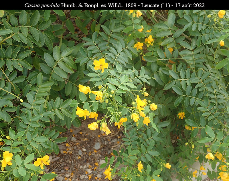 Senna pendula #75696