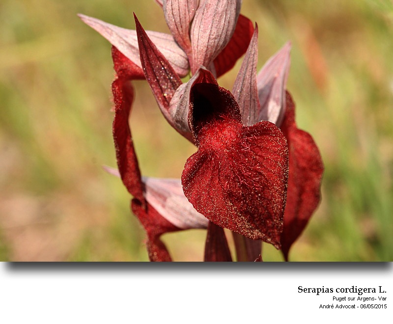 Serapias cordigera L. #41294