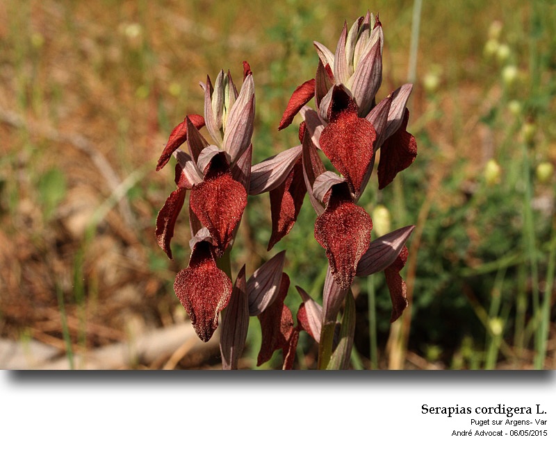Serapias cordigera L. #41292