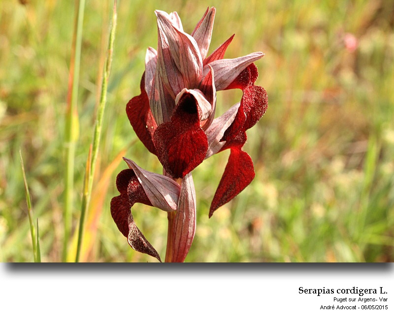 Serapias cordigera L. #41293