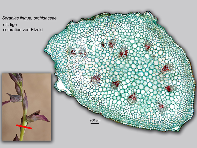 Serapias lingua, histologie, histology. #22056