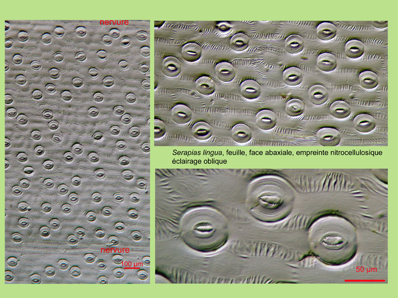 Serapias lingua, histologie, histology. #22059