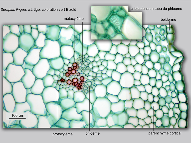Serapias lingua, histologie, histology. #22057