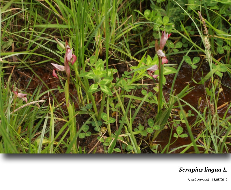 Serapias lingua L. #59455