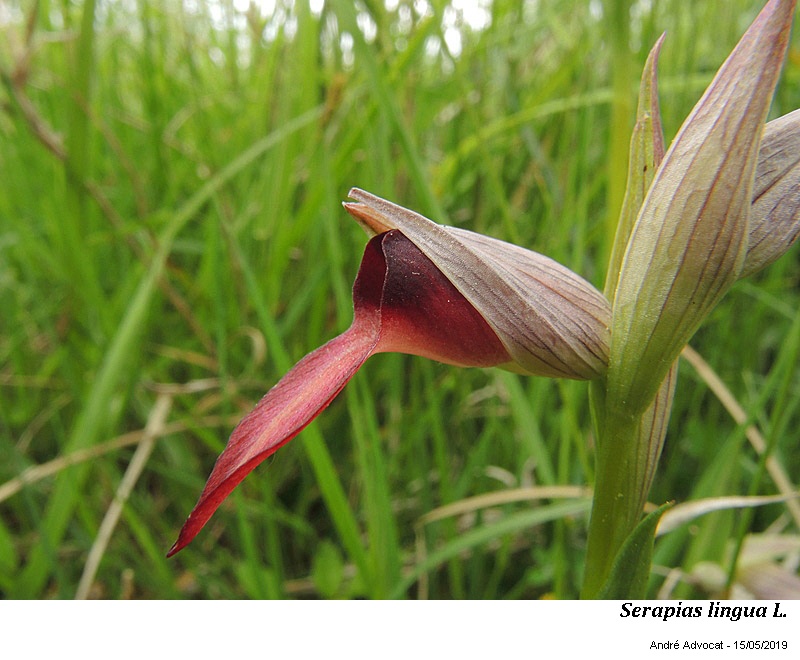 Serapias lingua L. #59460