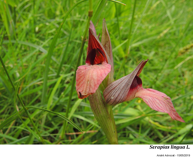 Serapias lingua L. #59457