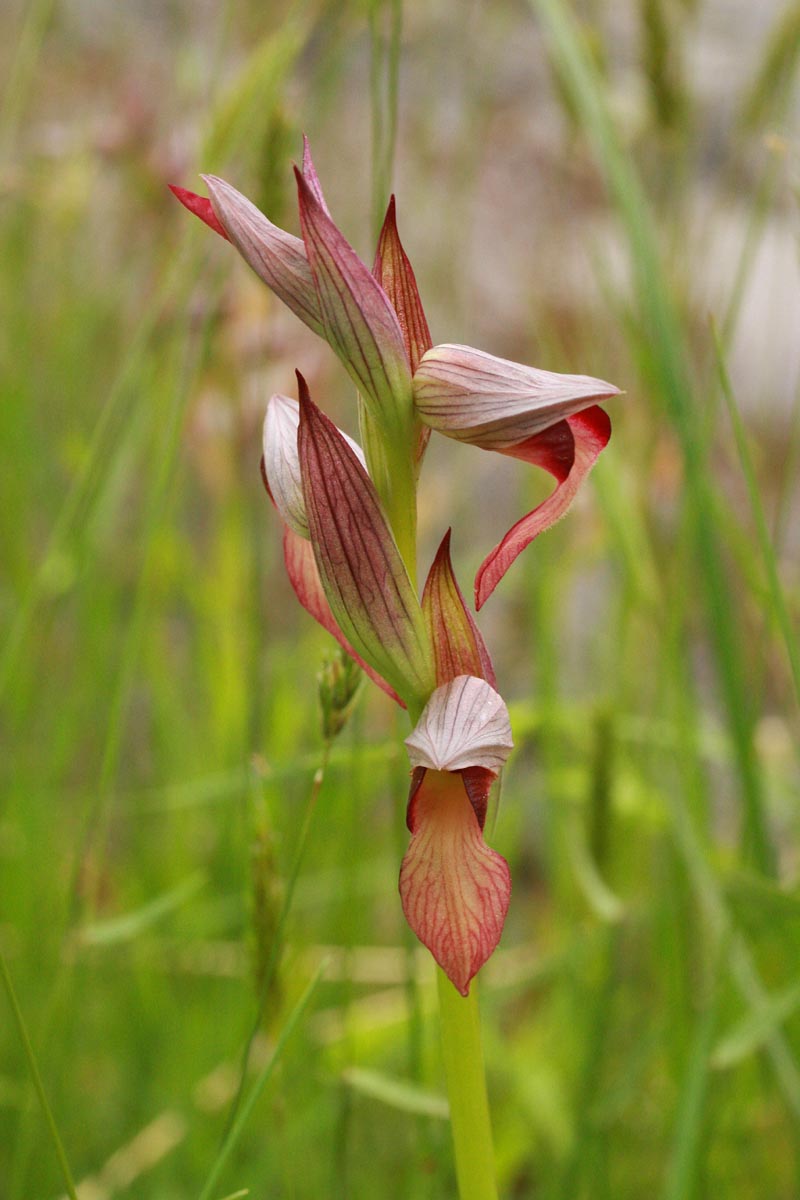 Serapias lingua L. #59456