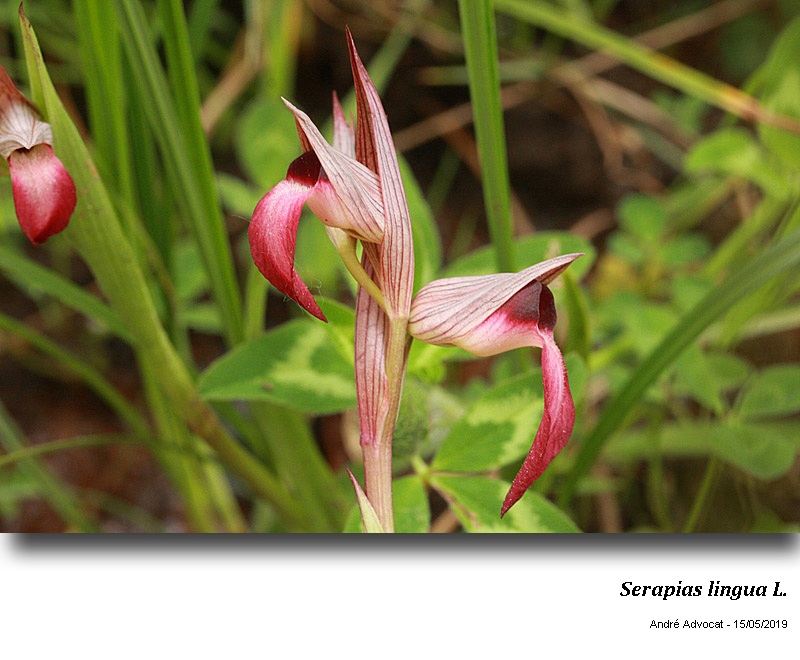 Serapias lingua L. #59459