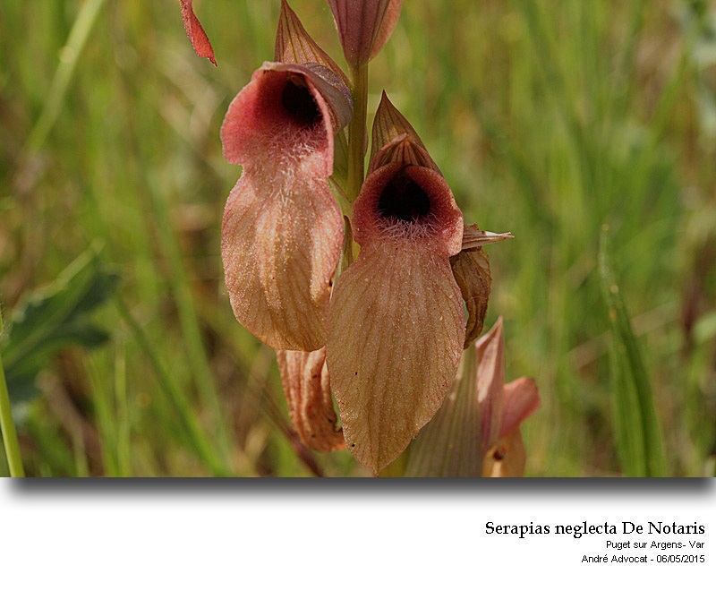 Serapias neglecta De Notaris #41318
