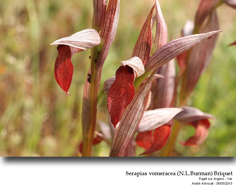 Serapias vomeracea (N.L.Burman) Briquet #41343