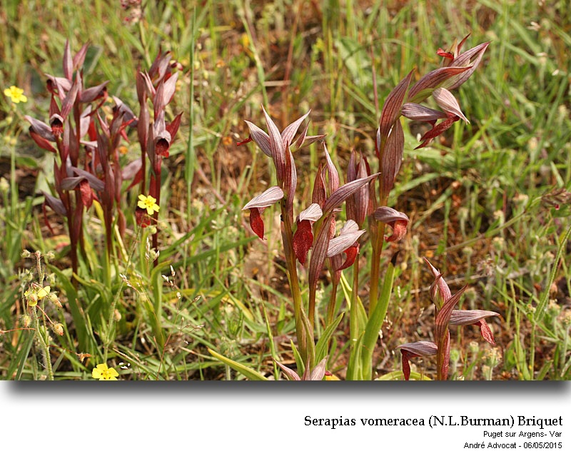 Serapias vomeracea (N.L.Burman) Briquet #41341