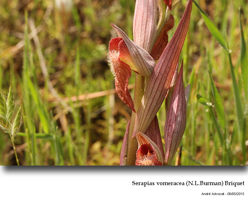 Serapias vomeracea (N.L.Burman) Briquet #41344