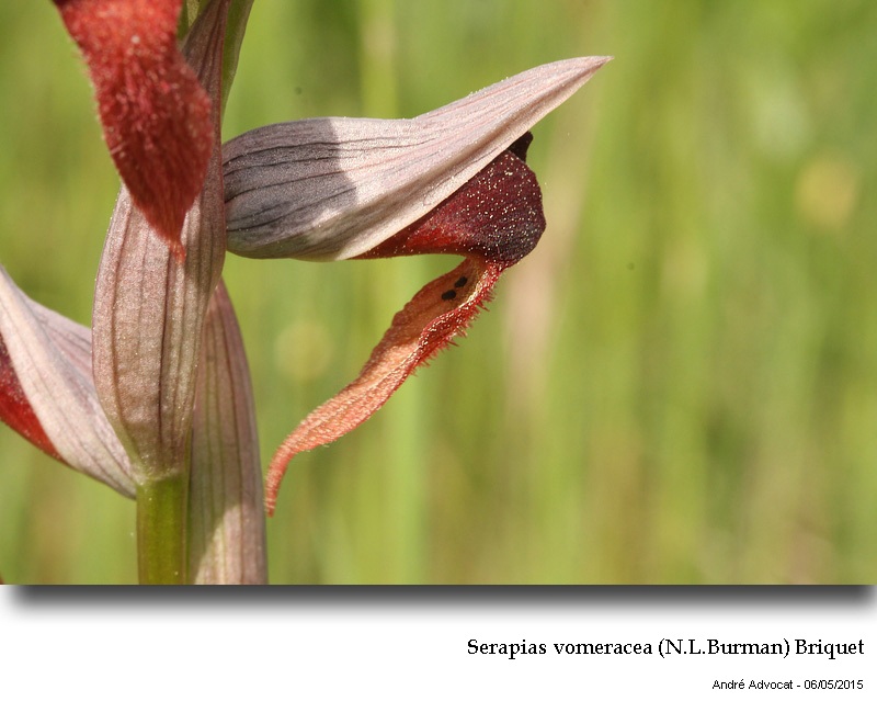 Serapias vomeracea (N.L.Burman) Briquet #41345