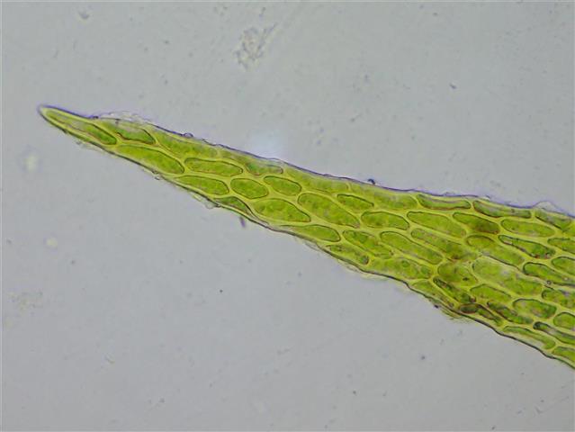Serpoleskea confervoides (Brid.) Loeske #65843