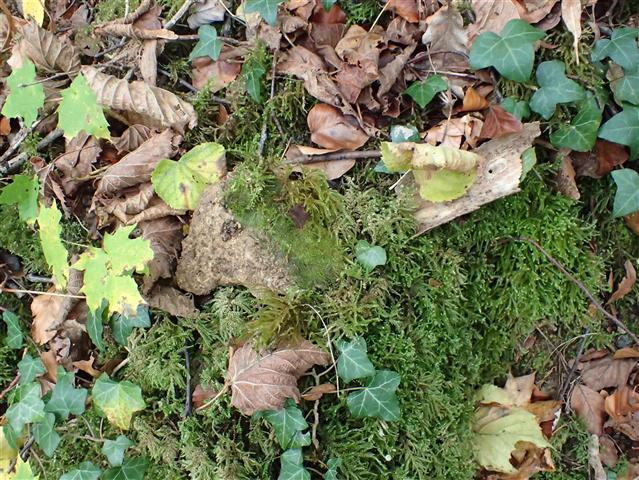Serpoleskea confervoides (Brid.) Loeske #65838